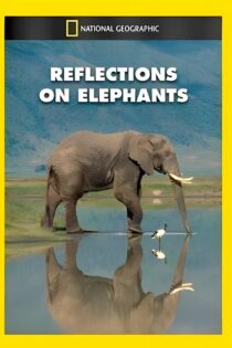 فیلم Reflections on Elephants 1994